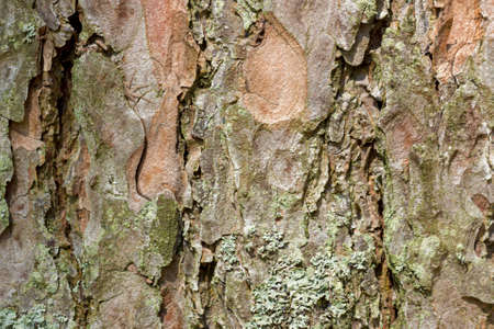 The surface of the bark of a pine tree covered with moss