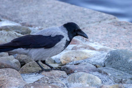 Hooded crow (Corvus cornix) in the city close-up.