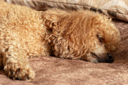 Fluffy apricot poodle sleeping on the bed.の写真素材