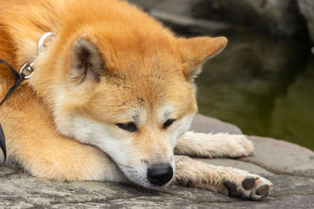Akita Inu / Shiba Inu dog in the summer outdoors.