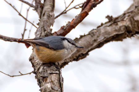 Nuthatch (Sitta europaea) sits on a tree branch.の写真素材