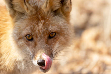 The fox licks its lips in the autumn forest.の写真素材