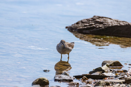 Siberian ash sandpiper (Tringa brevipes) searches for prey on the shallow seashore.