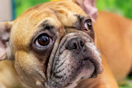 Close-up portrait of a French Bulldog.の写真素材