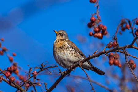 The mountain ash thrush (Turdus pilaris, fieldfare) sits on a rowan branch covered with berries.の写真素材