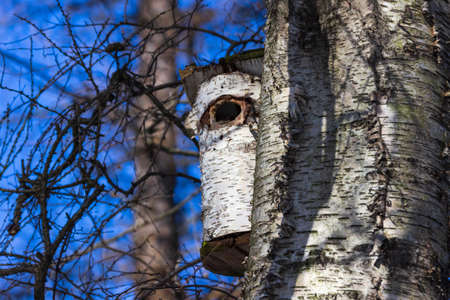 A birdhouse on a tree in spring in a park on Elagin Island in St. Petersburg.の写真素材