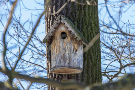 A birdhouse on a tree in spring in a park on Elagin Island in St. Petersburg.