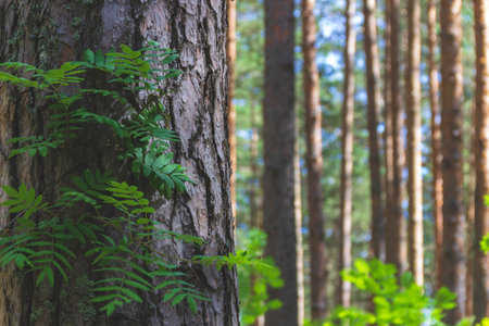 Pine trees in a forest in northern Russia on a sunny summer day. Coniferous forests of the middle latitude. Straight vertical tree trunks.の写真素材