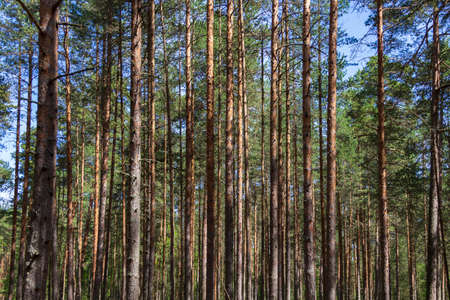 Pine trees in a forest in northern Russia on a sunny summer day. Coniferous forests of the middle latitude. Straight vertical tree trunks.の写真素材