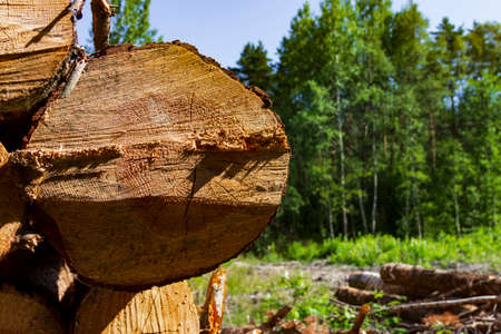 Stacked sawn pine logs. Logging in the north of Russia. The problem of ecology and ecosystem conservation.の写真素材