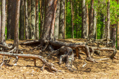 Open pine roots on sandy soil. Soil erosion.の写真素材