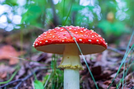 Red fly agaric (Amanita muscaria) in the grass in the autumn forest. A poisonous mushroom growing in the forest.の写真素材