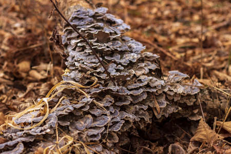 Mushrooms growing on a tree trunk. Landscape of autumn dream forest against the background of dry fallen leaves.の写真素材