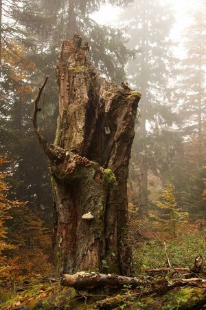 Autumn Tree