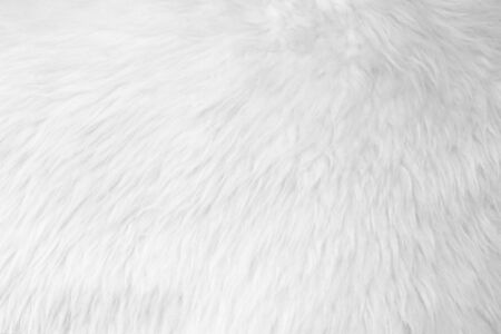 Sheepskin white furの写真素材