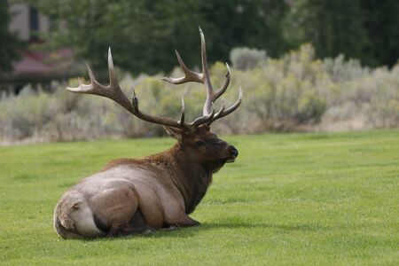 Bull Elk having breakfastの写真素材