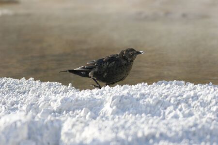 A bird restingの写真素材