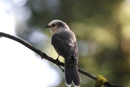 A bird resting on branchの写真素材