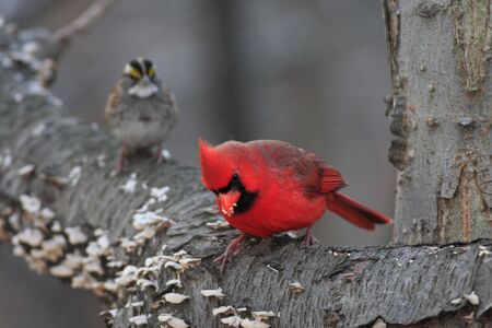 male northern cardinal eating in central parkの写真素材