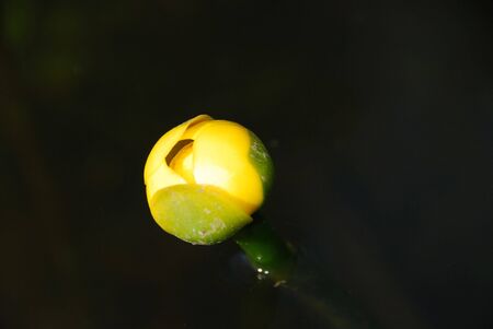 The flower on the の写真素材