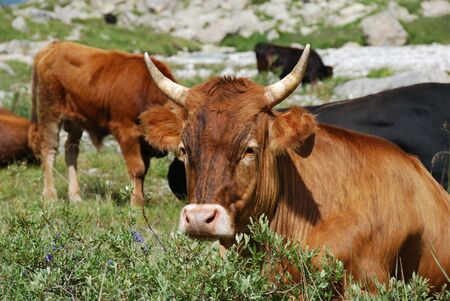 The cow at rest. north caucasus, july 2009の写真素材
