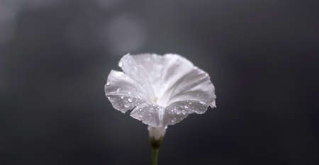 Wild Daffodil