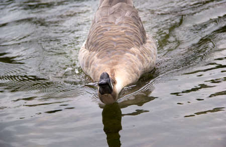 Gooseの写真素材