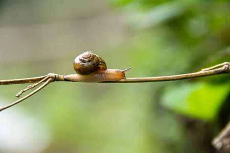Snail green beads close-up