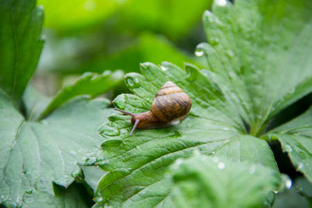 Snail green beads