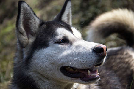Alaska Pet dog
