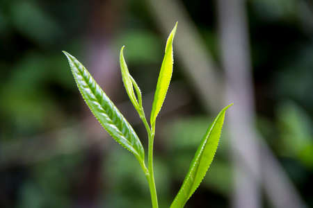 Fresh tea leaf close-upの写真素材