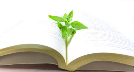 Mint on the bookのeditorial素材