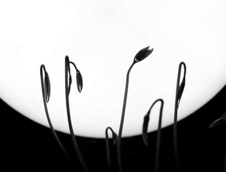 Seed germination and growthの写真素材