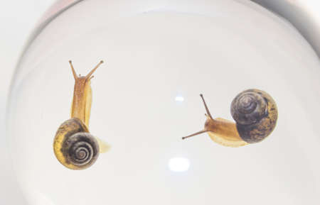 snailの写真素材