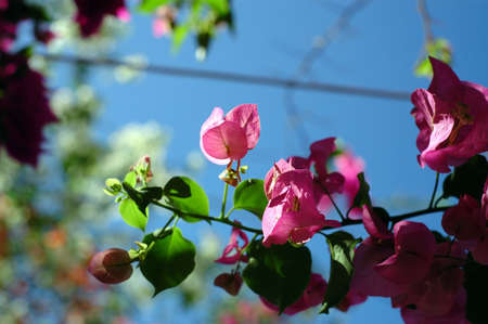 Red blossoms in the sunの写真素材