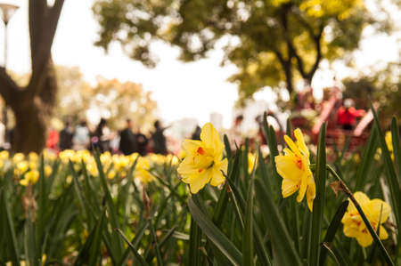 Shot in the Shanghai Botanical Gardenの写真素材