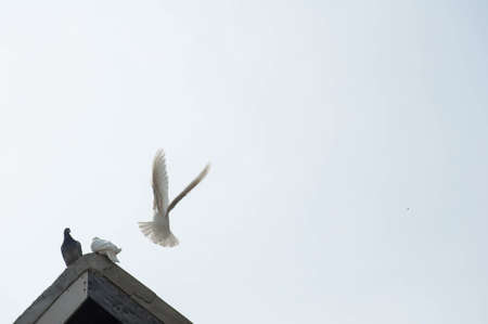 Shot in the Shanghai Botanical Gardenの写真素材