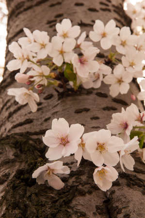 Cherry blossomsの写真素材