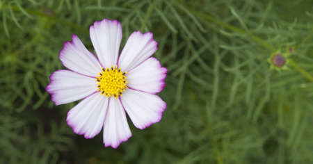 Close-up of a flower
