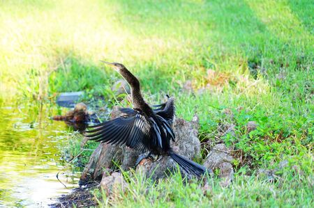 anhinga bird is looking for foodの写真素材