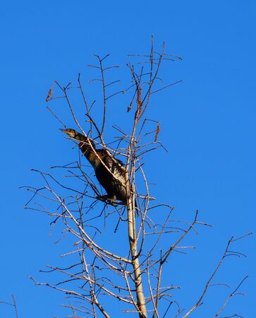 anhinga on the tree