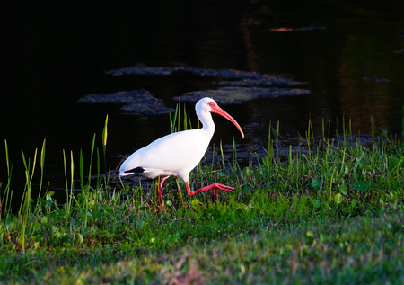 white ibis birdの写真素材