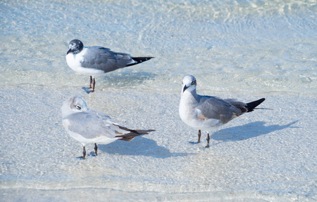 Florida palm harbor beach: bird restingの写真素材