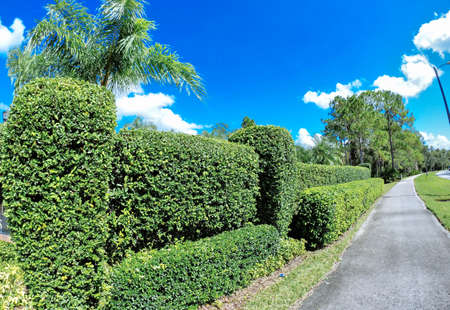Beautiful palm trees and cloud in the summer of Florida