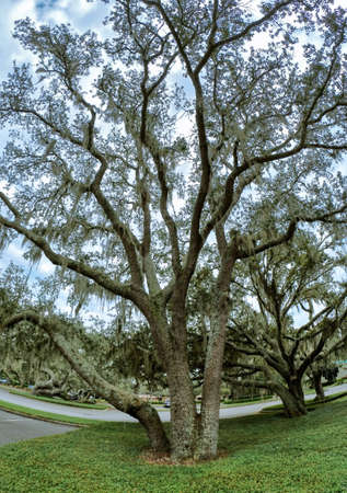big tall oak tree in Floridaの写真素材