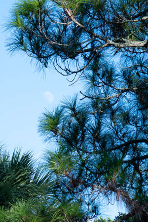 Honeymoon Island State Parkの写真素材