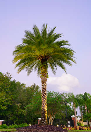 Beautiful palm trees and sun set cloud in the summerの写真素材
