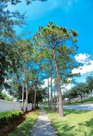 Beautiful pine trees and white cloud in the summer of Florida