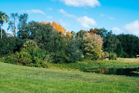 Leaf change color in autumn of Floridaの写真素材