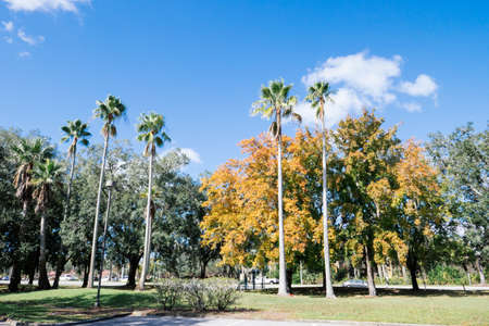 Leaf change color in autumn of Florida
